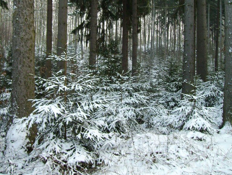 Link Forst- und Holzwirtschaft