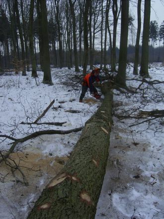 Aufarbeitung eines Baumstammes