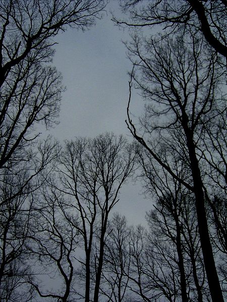 Licht für benachbarte Baumkronen