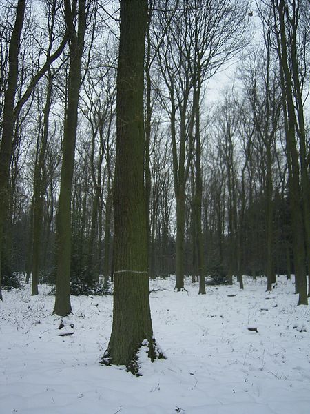 Der "Zukunftsbaum"